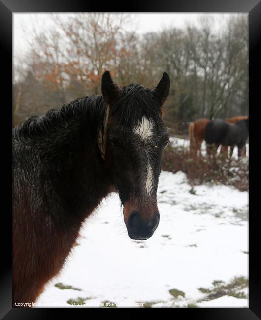  Horse wet in the snow Framed Print by Sandra Day