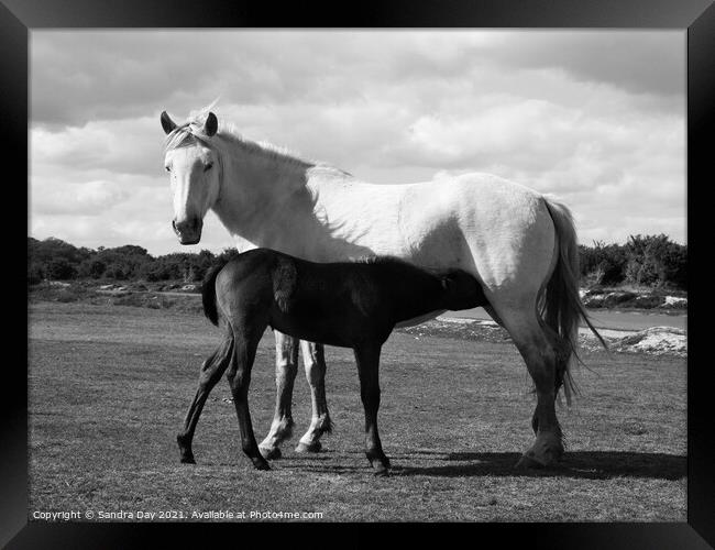Horse and Foal Black and White Framed Print by Sandra Day