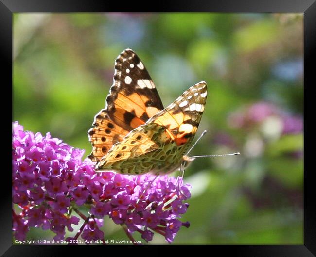 Painted Lady Butterfly Framed Print by Sandra Day