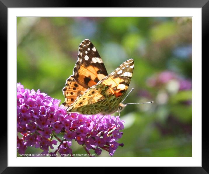 Painted Lady Butterfly Framed Mounted Print by Sandra Day