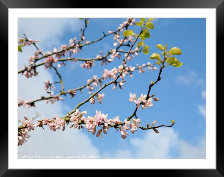 Judas Tree in Bloom  Framed Mounted Print by Sandra Day