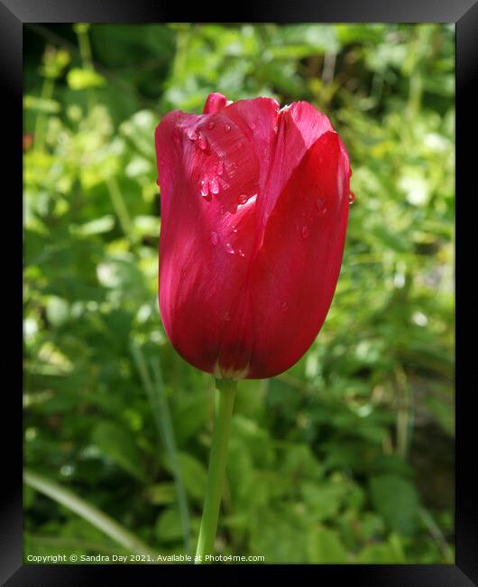 Red Tulip after the rain Framed Print by Sandra Day