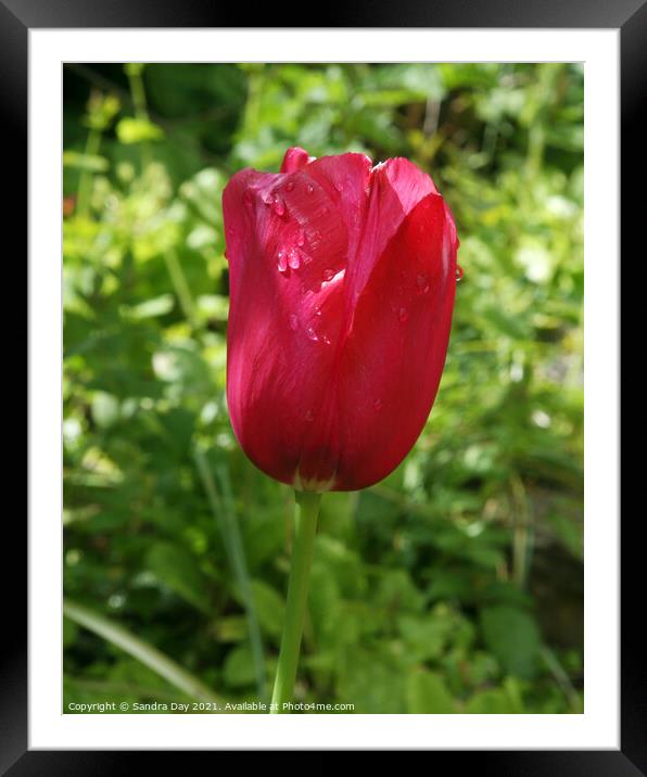 Red Tulip after the rain Framed Mounted Print by Sandra Day