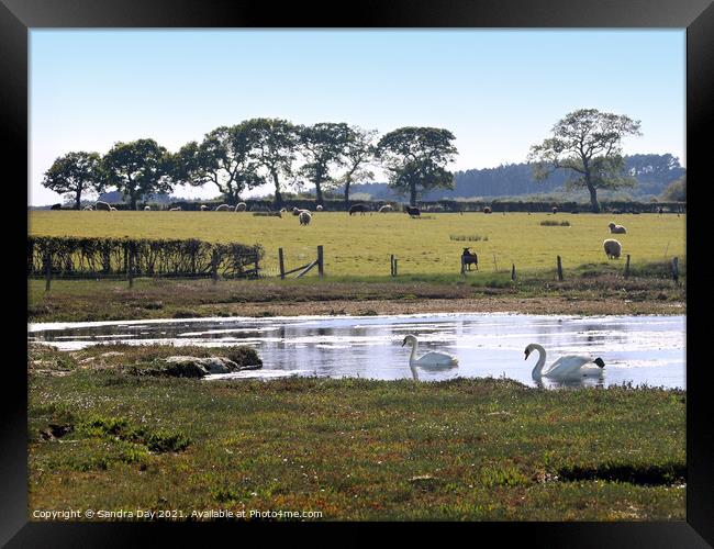 Two Swans on Wootton Creek Framed Print by Sandra Day