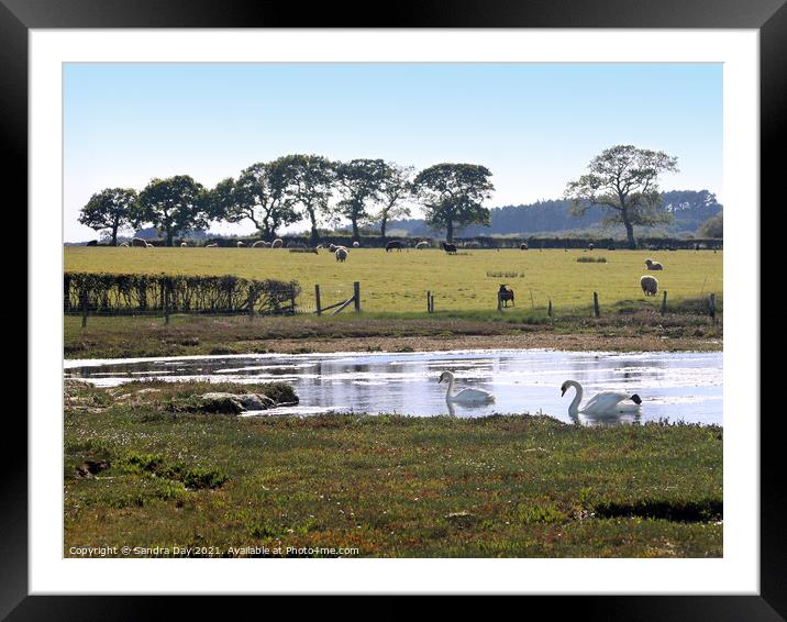 Two Swans on Wootton Creek Framed Mounted Print by Sandra Day