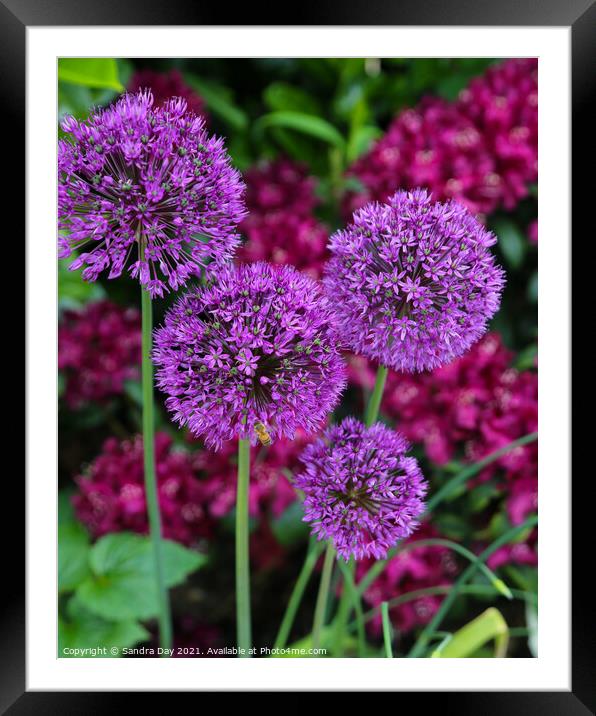 Purple pom pom flowers Framed Mounted Print by Sandra Day
