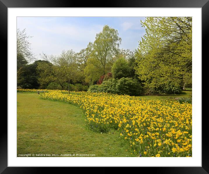 Daffodils at Exbury gardens Framed Mounted Print by Sandra Day