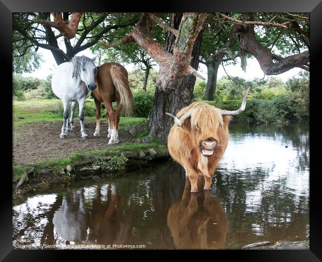 Cow in pond Framed Print by Sandra Day