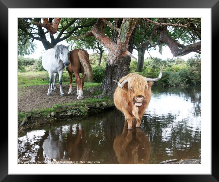 Cow in pond Framed Mounted Print by Sandra Day