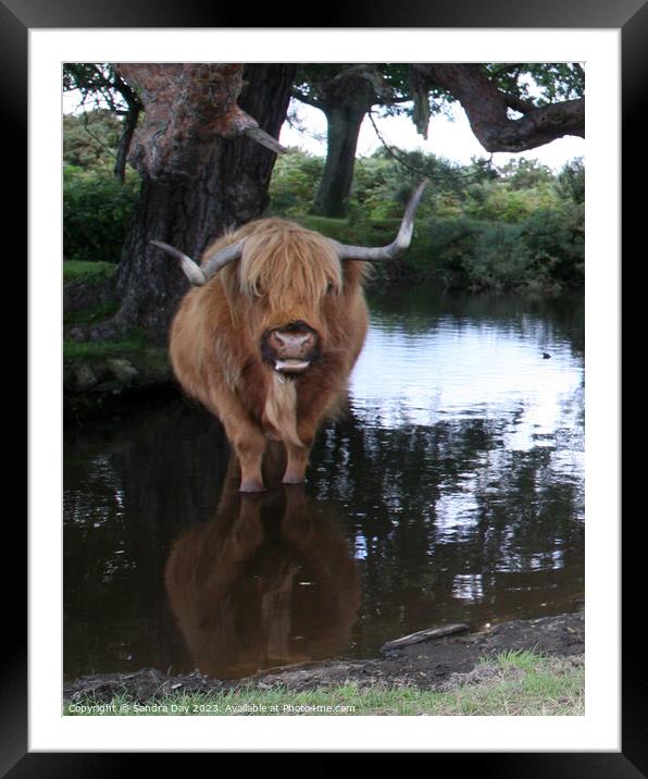 A brown cow standing in to a body of water Framed Mounted Print by Sandra Day