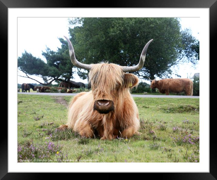 A large brown cow laying on grass covered field Framed Mounted Print by Sandra Day