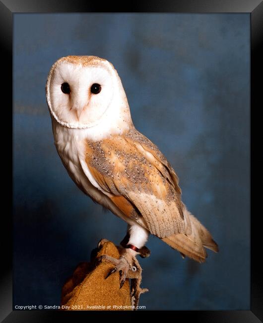 Sitting Barn Owl Framed Print by Sandra Day