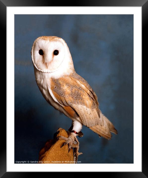 Sitting Barn Owl Framed Mounted Print by Sandra Day