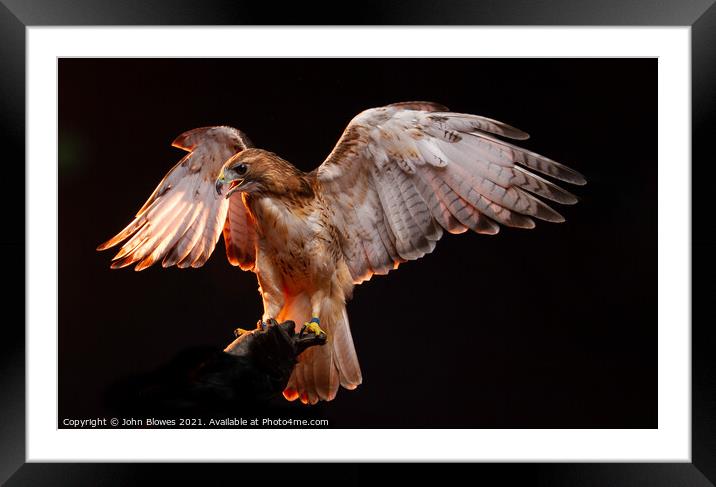 Birds of Prey - Aplomado Falcon Buzzard Framed Mounted Print by johnseanphotography 
