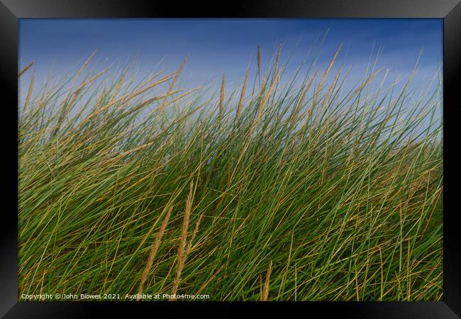Peaceful, swaying grass in the dunes at Holkham Beach Framed Print by johnseanphotography 