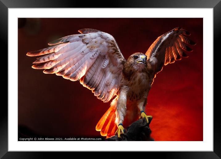 Birds of Prey - Aplomado Falcon Buzzard Framed Mounted Print by johnseanphotography 