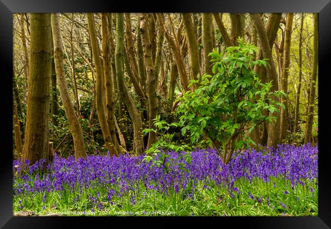 Bluebells at Riverhill Gardens, Sevenoaks Framed Print by johnseanphotography 