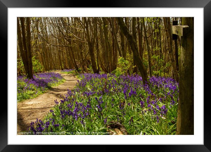 Bluebells at Riverhill Gardens, Sevenoaks Framed Mounted Print by johnseanphotography 