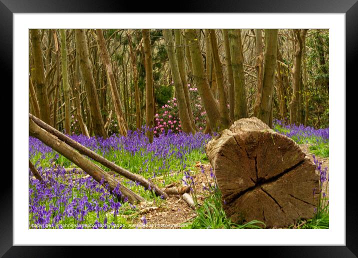 Bluebells at Riverhill Gardens, Sevenoaks Framed Mounted Print by johnseanphotography 