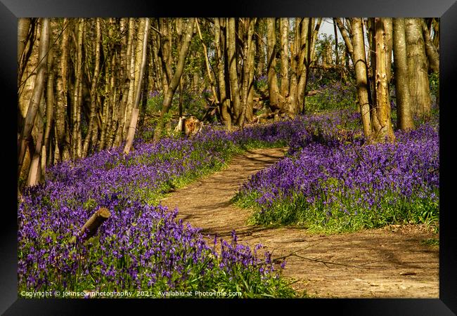 Bluebells at Riverhill Gardens, Sevenoaks Framed Print by johnseanphotography 