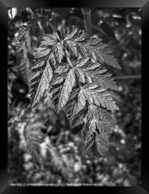 Leaves in Woodlands Framed Print by johnseanphotography 