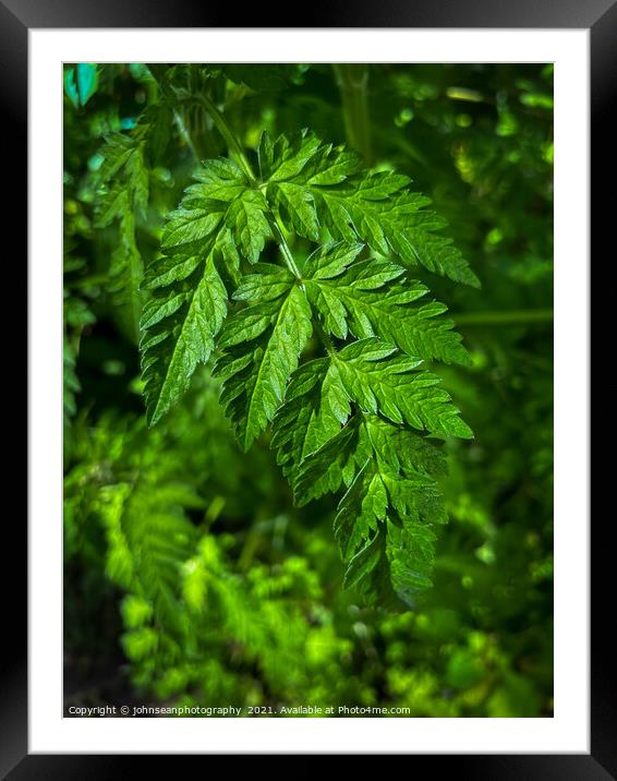Leaves in Woodlands Framed Mounted Print by johnseanphotography 