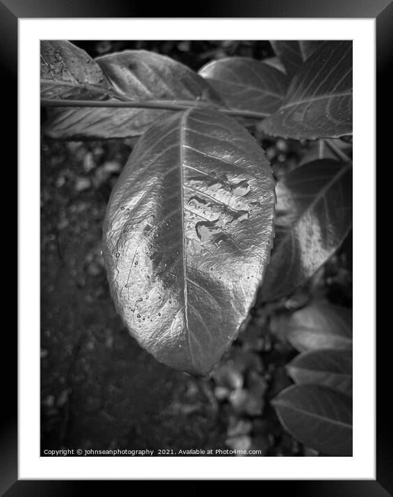 Leaves with water droplets Framed Mounted Print by johnseanphotography 