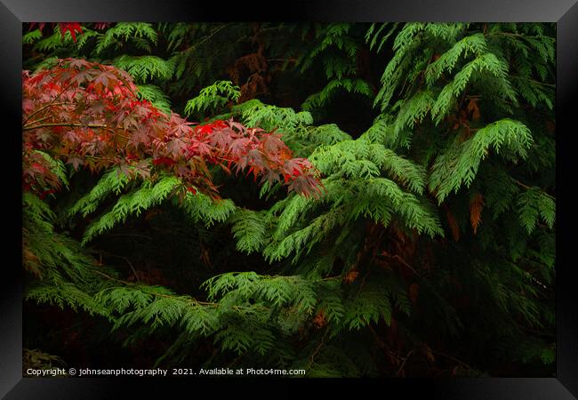 Contrasting Leaves at Sheffield Park in Autumn Framed Print by johnseanphotography 