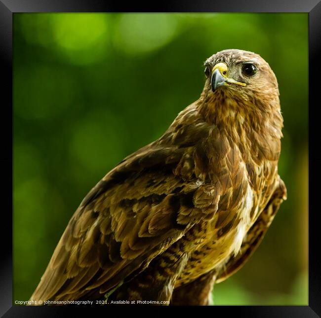 A Hawk from the Birds of Prey at Willows, Coolings Framed Print by johnseanphotography 