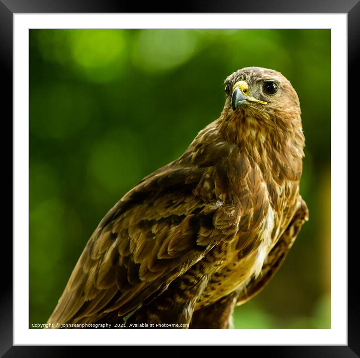 A Hawk from the Birds of Prey at Willows, Coolings Framed Mounted Print by johnseanphotography 