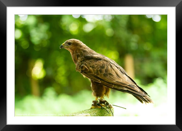 A Hawk from the Birds of Prey at Willows Framed Mounted Print by johnseanphotography 