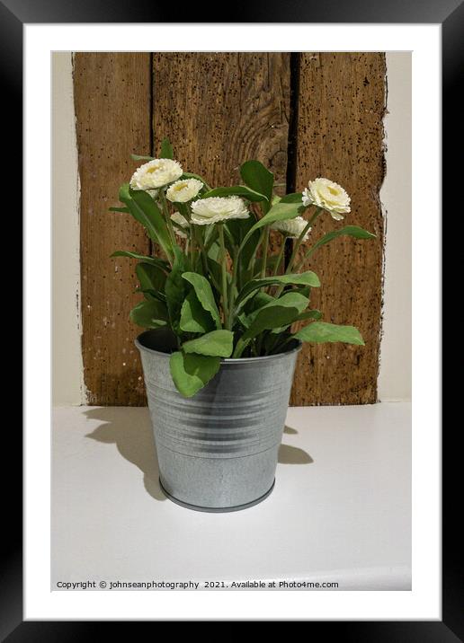 Potted Dahlia Plant against wooden beams Framed Mounted Print by johnseanphotography 