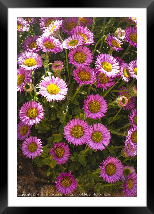 Michaelmas Daisies or Asters, growing freely in a wall along the roadside in Sidmouth, Devon Framed Mounted Print by johnseanphotography 