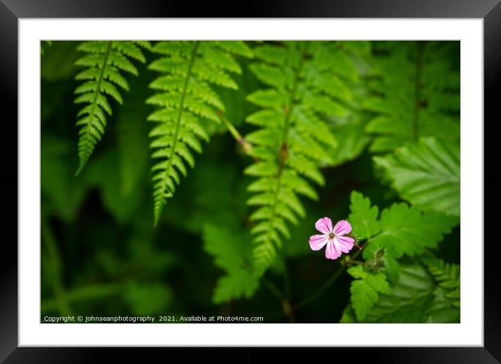 A beautiful solitary wild geranium growing amongst the mass of deep green ferns Framed Mounted Print by johnseanphotography 