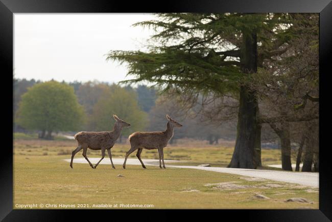 Deers in Parkland Framed Print by Chris Haynes
