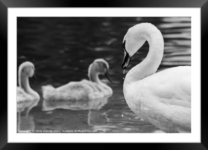Mother Swan Framed Mounted Print by Chris Haynes