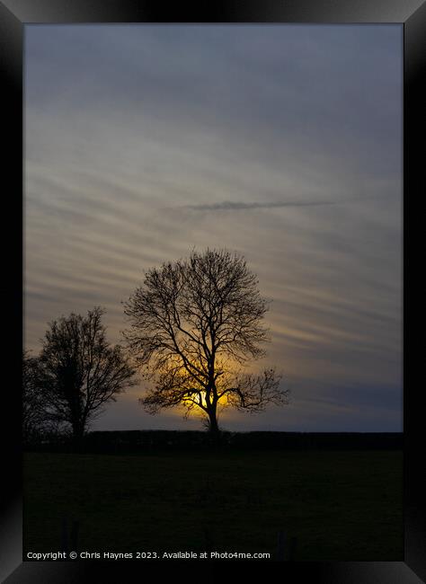 Silhouette of a tree in the sunset Framed Print by Chris Haynes