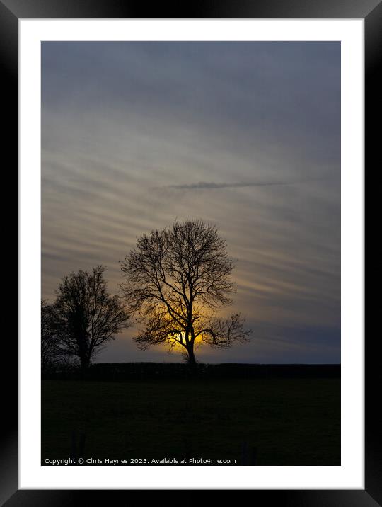 Silhouette of a tree in the sunset Framed Mounted Print by Chris Haynes