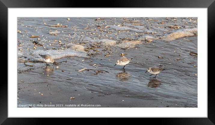 Sanderling chasing the tide Framed Mounted Print by Philip Brookes