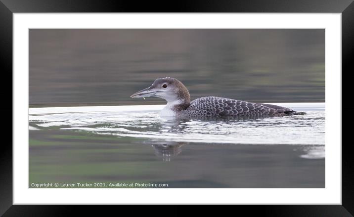 Great Northern Diver Framed Mounted Print by Lauren Tucker