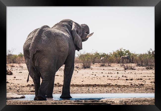 White Etosha Elephant Drinking from Tobiroen Waterhole in Namibi Framed Print by Dietmar Rauscher