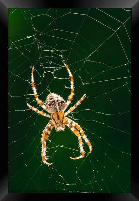 European Garden Spider or Diadem Spider in its Web Close Up Framed Print by Dietmar Rauscher