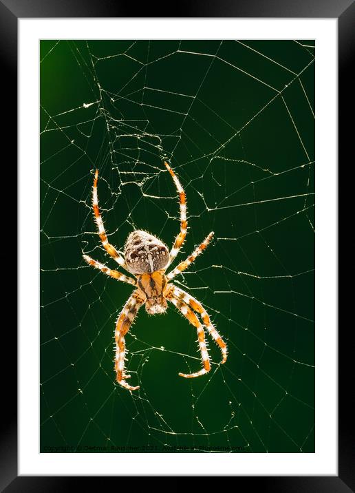 European Garden Spider or Diadem Spider in its Web Close Up Framed Mounted Print by Dietmar Rauscher