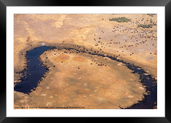Aerial of Buffalo Herd in Moremi Game REeerve, Okvango Delta Framed Mounted Print by Dietmar Rauscher