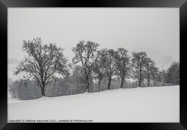Bare Pear Trees in Winter with Snow in the Mostviertel, Lower Au Framed Print by Dietmar Rauscher