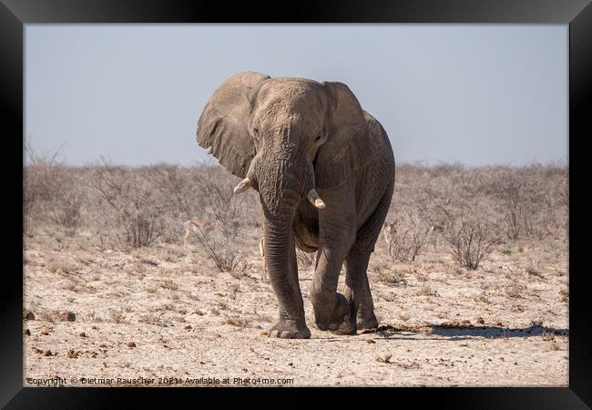 African Elephant in Etosha National Park, Namibia Framed Print by Dietmar Rauscher