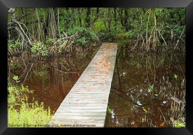 Boardwalk over a Pond in the Everglades, Florida Framed Print by Dietmar Rauscher