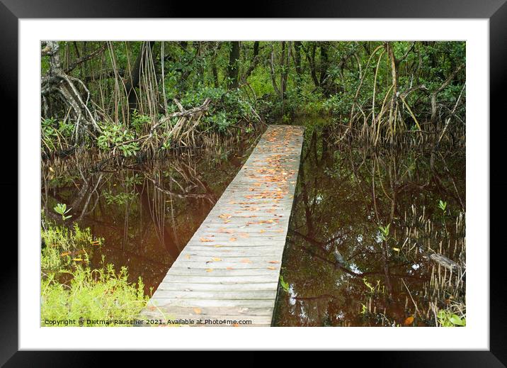 Boardwalk over a Pond in the Everglades, Florida Framed Mounted Print by Dietmar Rauscher