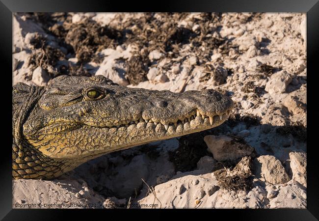 Nile Crocodile Head Close Up Framed Print by Dietmar Rauscher