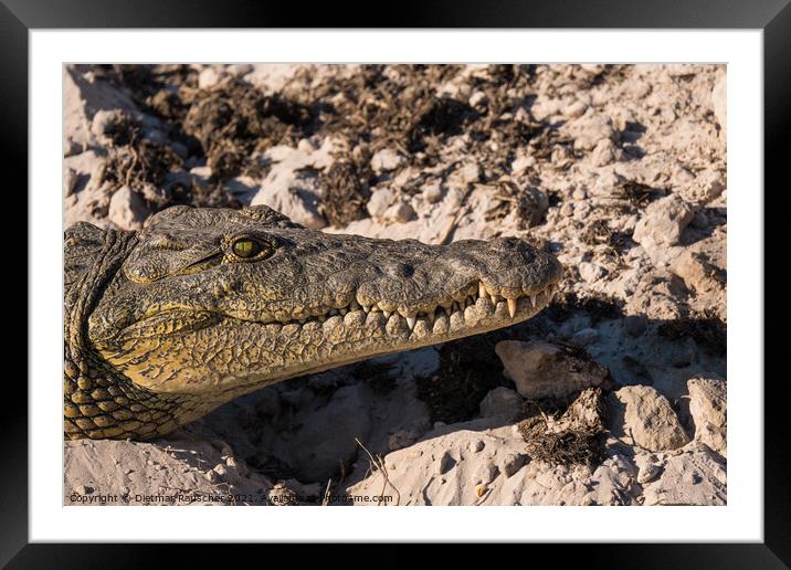 Nile Crocodile Head Close Up Framed Mounted Print by Dietmar Rauscher